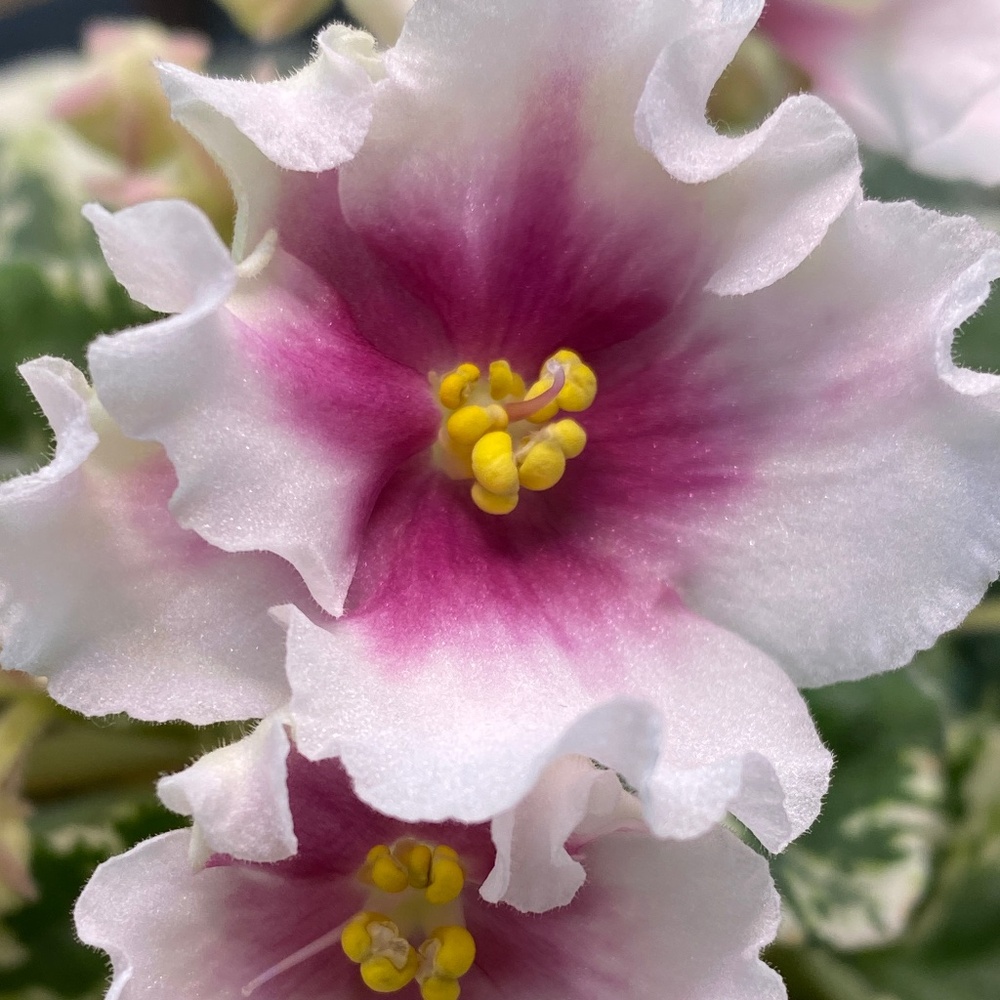 African Violet "LE Alisa" 3 LEAVES to root LIVE